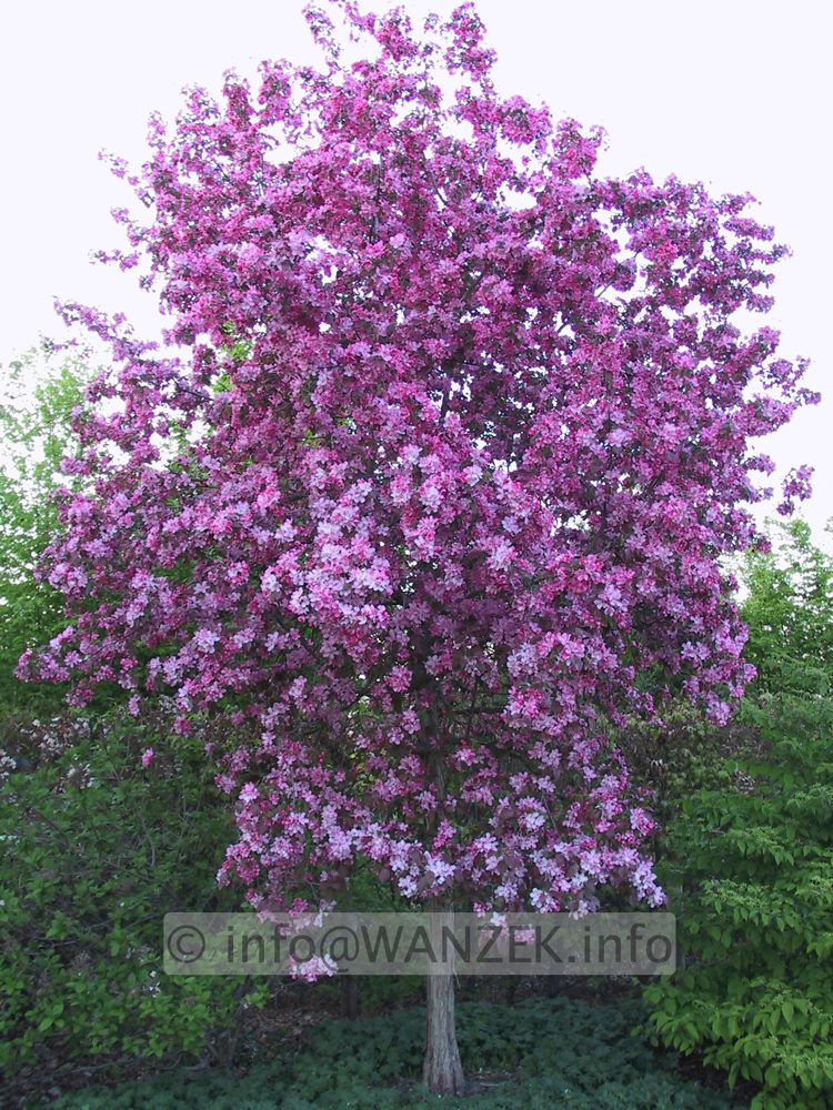 Malus Rudolph 01a.JPG